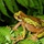 A close-up view of a frog resting on green fern leaves.