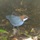 A bird standing on the ground amidst damp leaves and foliage.