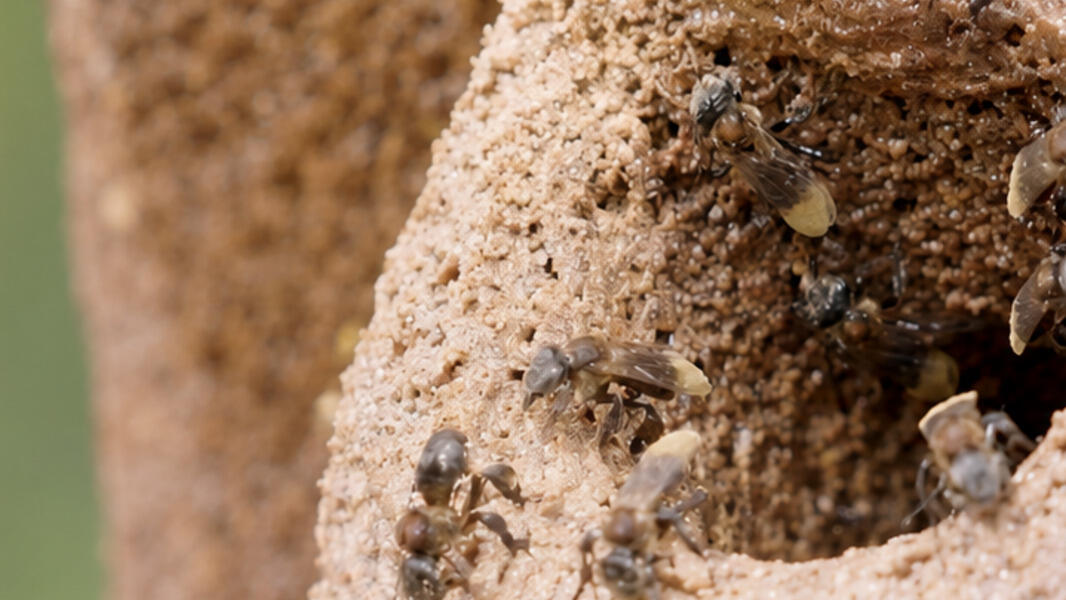A close-up view of a tubular, sandy nest structure with several small bees clustered around its opening.