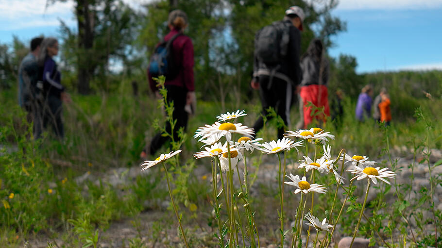 flowers, grass and rocks in foreground, people walking in the background near a tree line