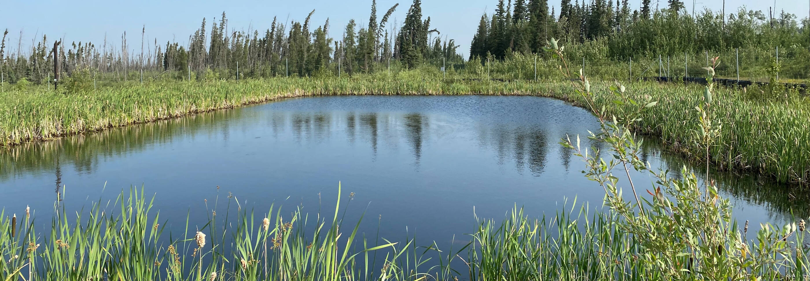 constructed wetland / holding pond