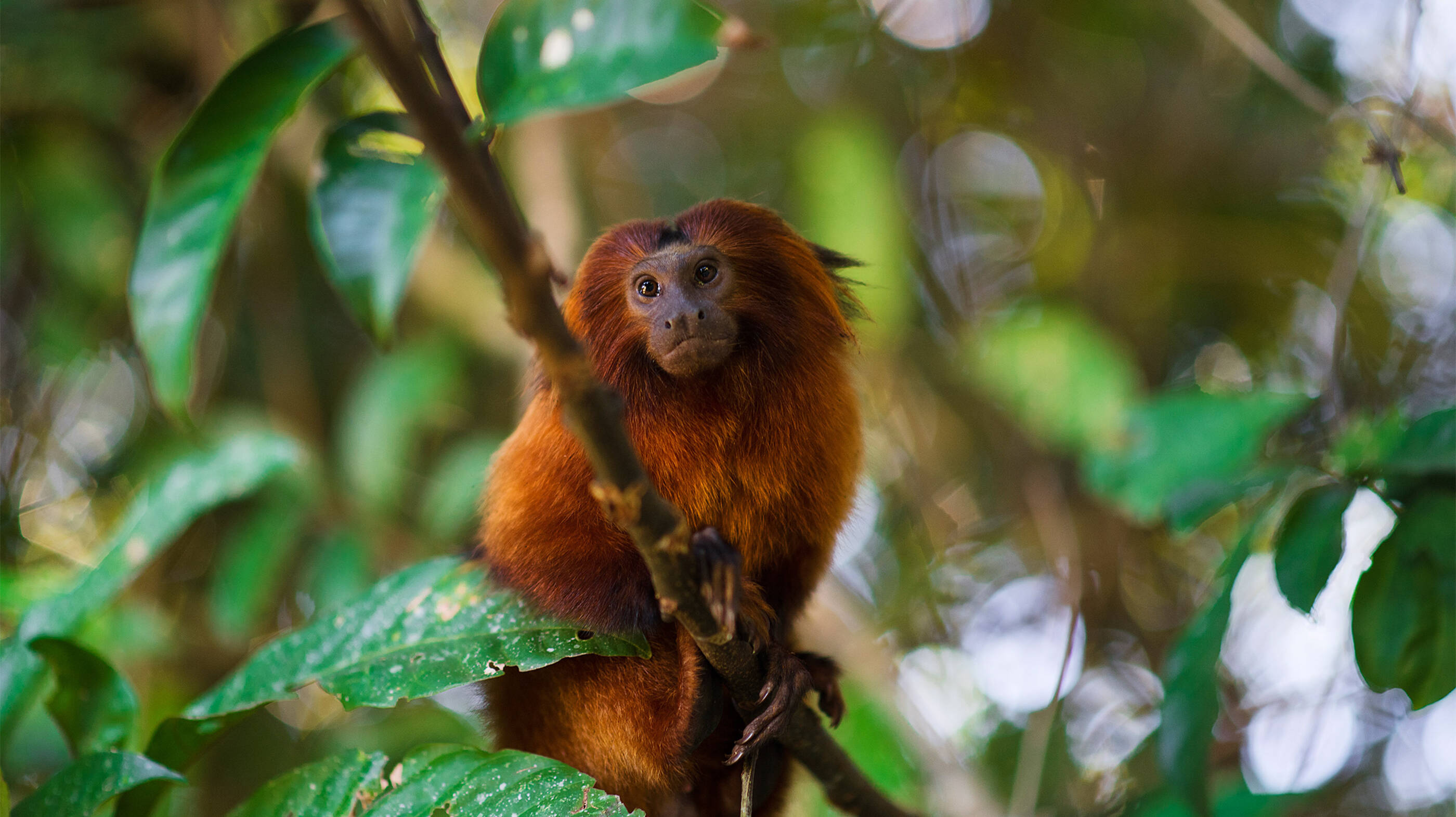 Golden Lion Tamarin Conservation Project