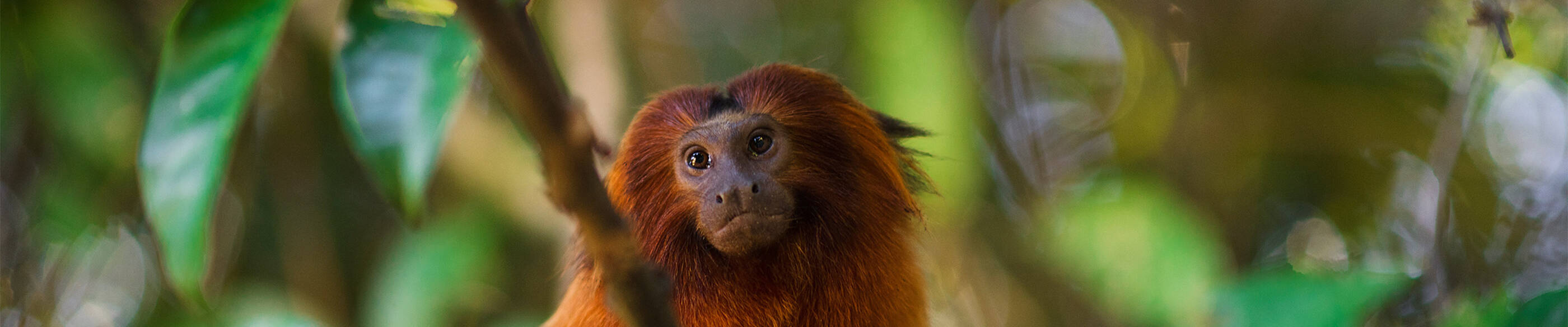 Golden Lion Tamarin Conservation Project