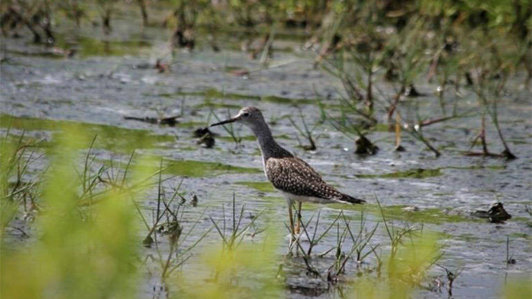 Lesser Yellowlegs Region 2
