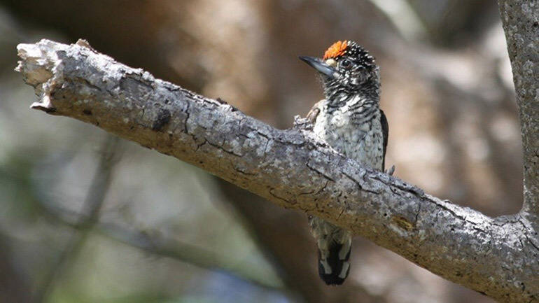 White-bellied Piculet (Picumnus spilogaster) at Moor Park seaside Region 5