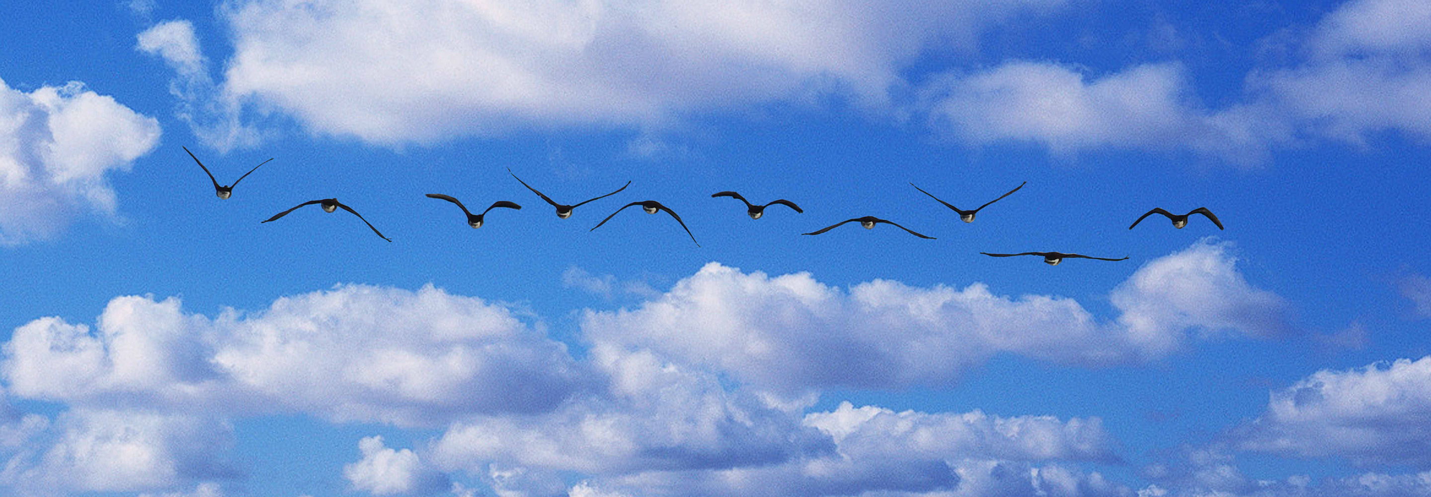 Geese in flight at Point Thomson