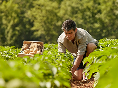 A male farmer kneeling in a field picking potatoes.