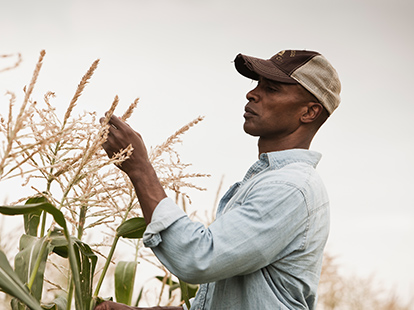 A male farmer standing in a field inspecting corn plants.