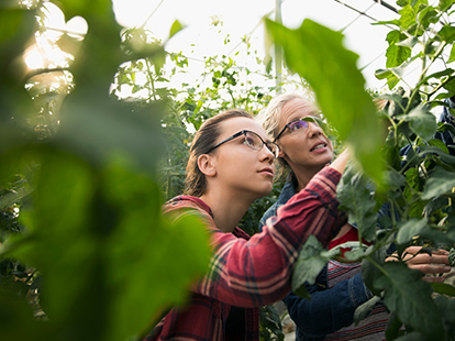 Two female scientists in a greenhouse examining plants.
