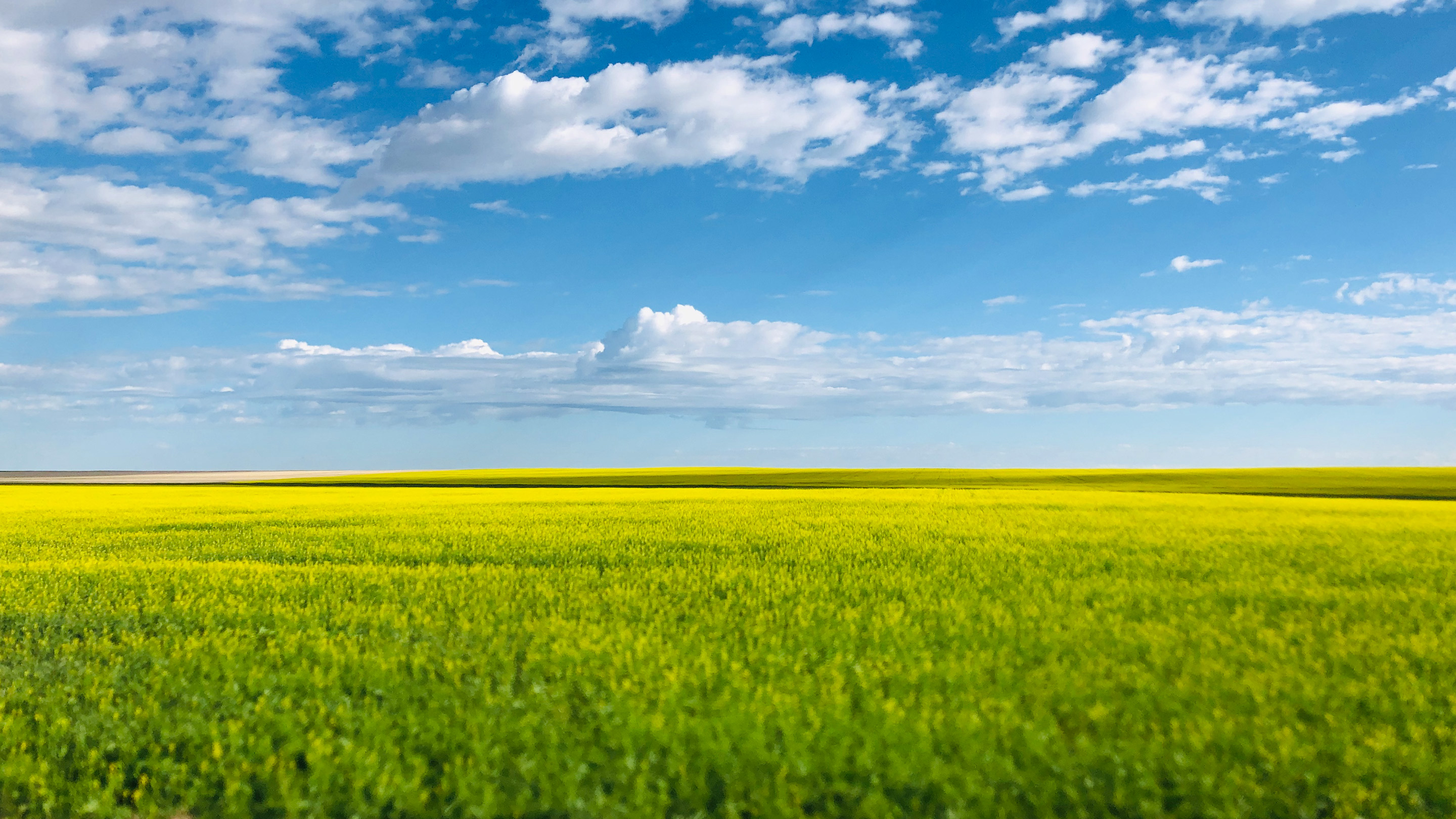 camelina, a patented fallow land crop used in production of renewable diesel with GCEHoldings