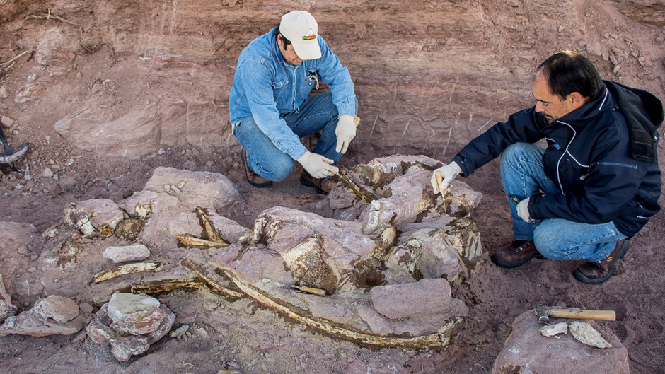 A paleontologist on-site in Argentina with a dinosaur fossil