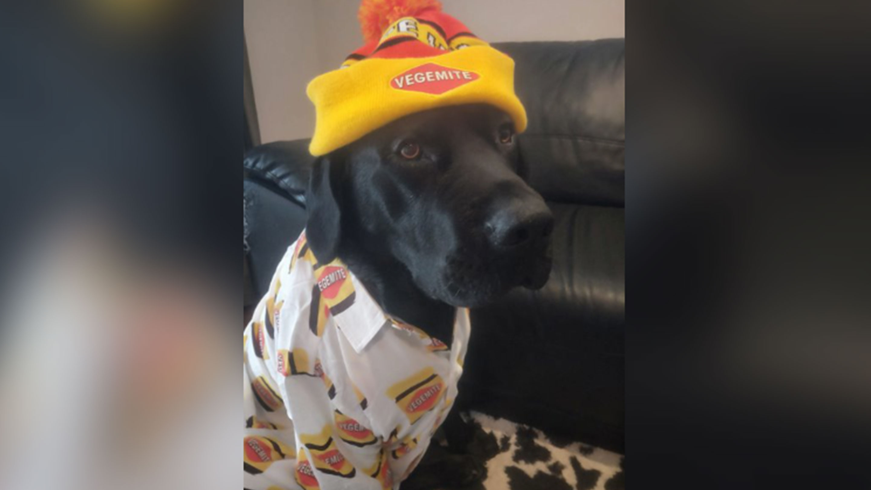 Meet ExxonMobil Australia's sponsor puppy Vegemite