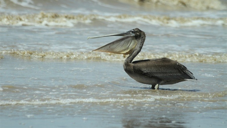 Brown Pelican at 63-Beach seaside  Region 6