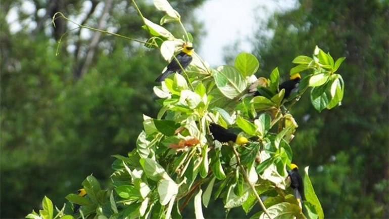 Yellow-hooded Blackbird (Chrysomus icterocephalus) at Tiger Island  Region 3