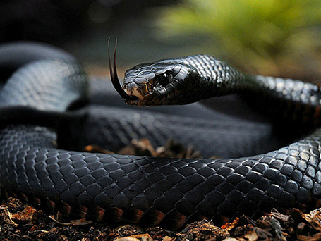Photo of the Black Mamba snake.