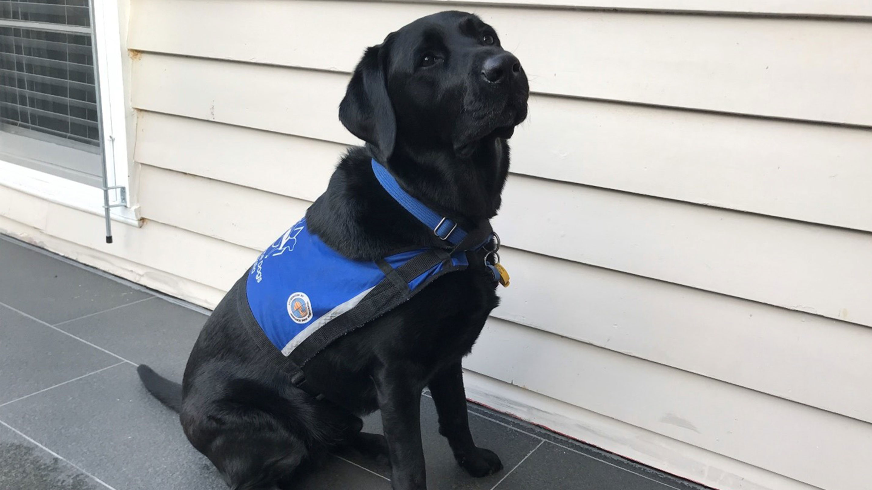 Image Assistance Dog Homer on duty.