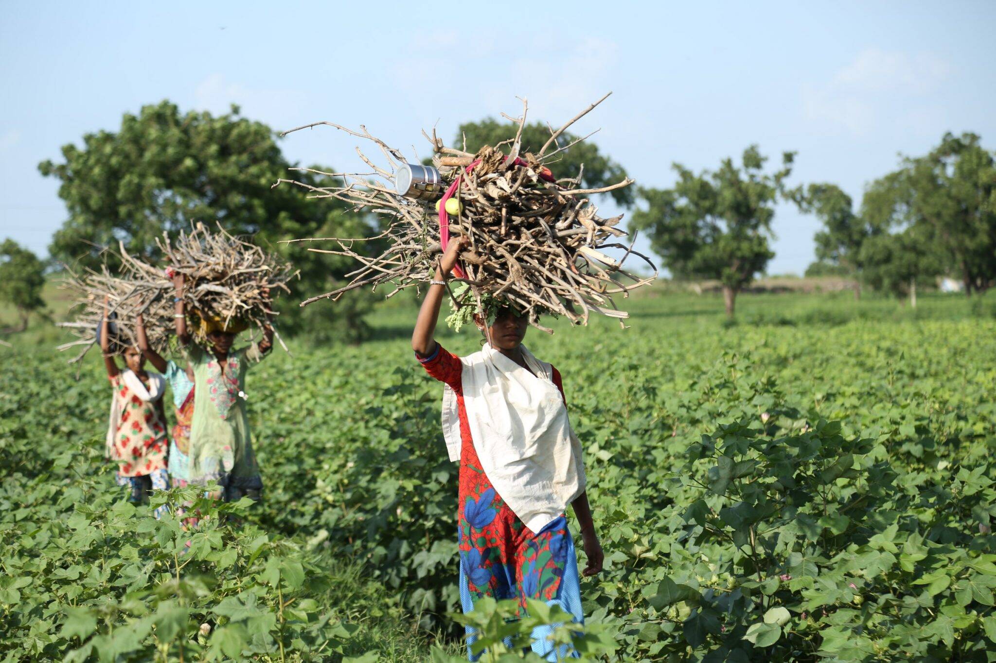 Image Many women in India spend hours a day searching for fuel to cook food and heat their homes.