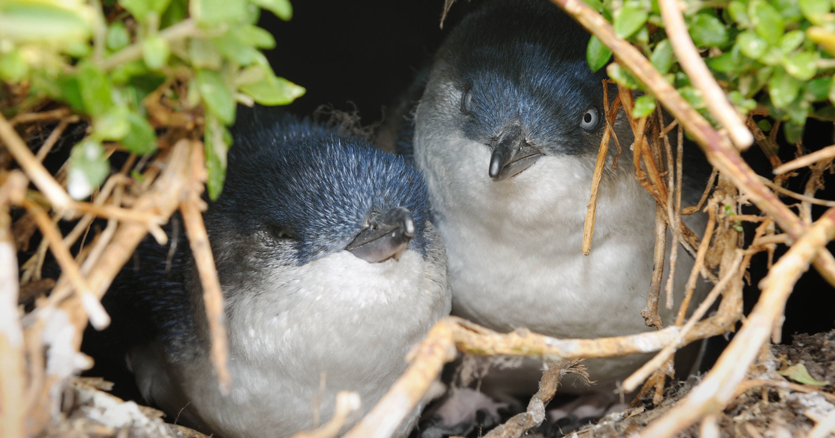 Image Little penguins breeding in their nest in wildlife. The little penguin is the world’s smallest penguin species and the only penguin permanently found in Australia.